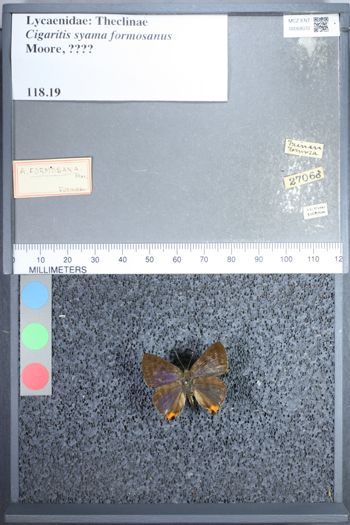 Media type: image;   Entomology 68072